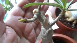 Бутоны адениума, весна 2022 г.