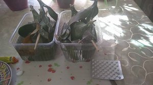 Глицин для Орхидей , в чем польза ?! Отличный результат !