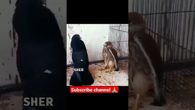 Black pigeons 🕊️ are angry😡||#pigeon #angrybirds #angry смотреть онлайн