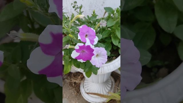 Petunia/surfinia flower_full of the bucket at terrace #flowers #petunia #dancing_flower смотреть онлайн