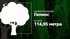 Самое ВЫСОКОЕ ДЕРЕВО в мире. Самое большое и старое дерево на Земле.