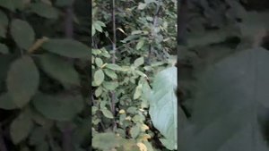 КРУШИНА ЛОМКАЯ, ЖОСТЕР