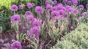 Growing Alliums in the Pacific Northwest, Purple Rain Variety.