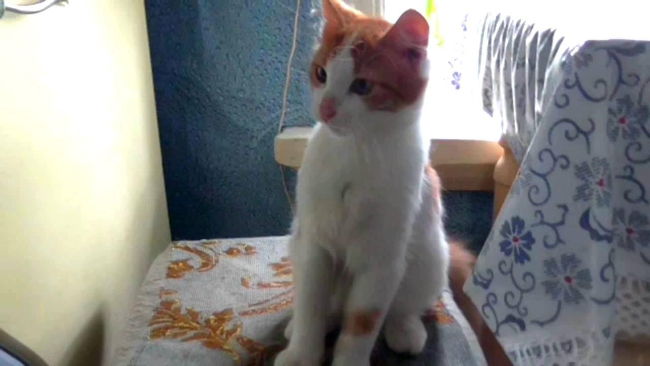 Наглый кот смотреть онлайн