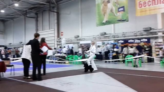 "Золотые Ворота 2013" той пудели 7 смотреть онлайн