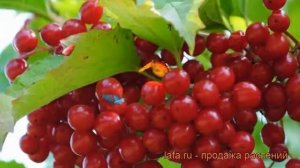 Калина красная Таежные рубины (taezhnye rubiny) ? обзор: как сажать, саженцы калины Таежные рубины