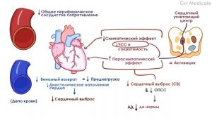 Барорецепторы - механизм барорефлекса - физиология сердечно-сосудистой системы