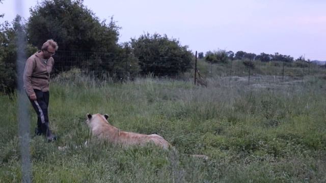 Занятие с львицей Тришей смотреть онлайн