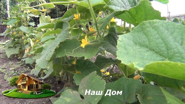 ЧТОБЫ  СОБРАТЬ ОБИЛЬНЫЙ УРОЖАЙ ОГУРЦОВ УДОБРЯЮ РАСТЕНИЕ БЕЗОПАСНЫМ СРЕДСТВОМ