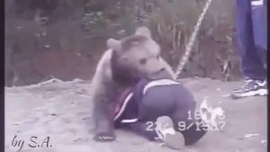 боец Хабиб Нурмагомедов БОРЕТСЯ с МЕДВЕДЕМ