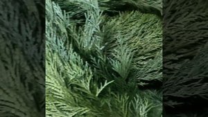 Стабилизированная туя