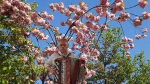 "Цветущий май"/Blooming May на баяне
