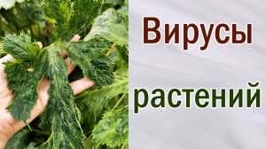 Вирусы растений. Как определить. Что делать