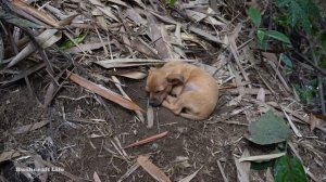 FULL VIDEO : 135 Days Solo Bushcraft, Survival Alone in the Rainforest - LIVING OFF GRID