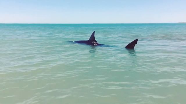 АКУЛА ЗАСТРЯЛА НА МЕЛИ!!! СМОТРЕТЬ ВСЕМ!! (ШОК) смотреть онлайн