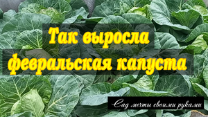 Так выросла февральская капуста