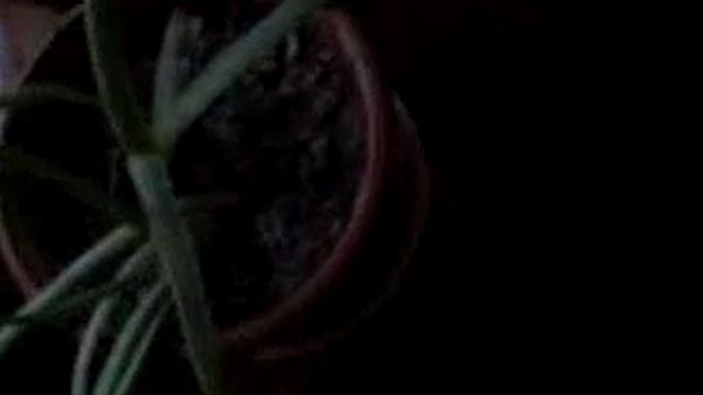 Мои цветы. И как красиво цветёт гибискус смотреть онлайн