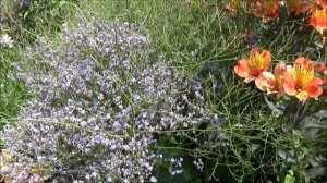 Tuto jardinage: Limonium latifolium bleu (statice):Taille et entretien: Plante vivace