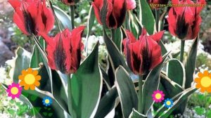 Тюльпан обыкновенный Эсперанто. Краткий обзор, описание характеристик tulipa Esperanto