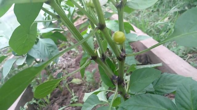 Томаты в теплице. 2 июля 2022г. Интуиция, бычье сердце, весёлый сосед и розовый инжир смотреть онлайн