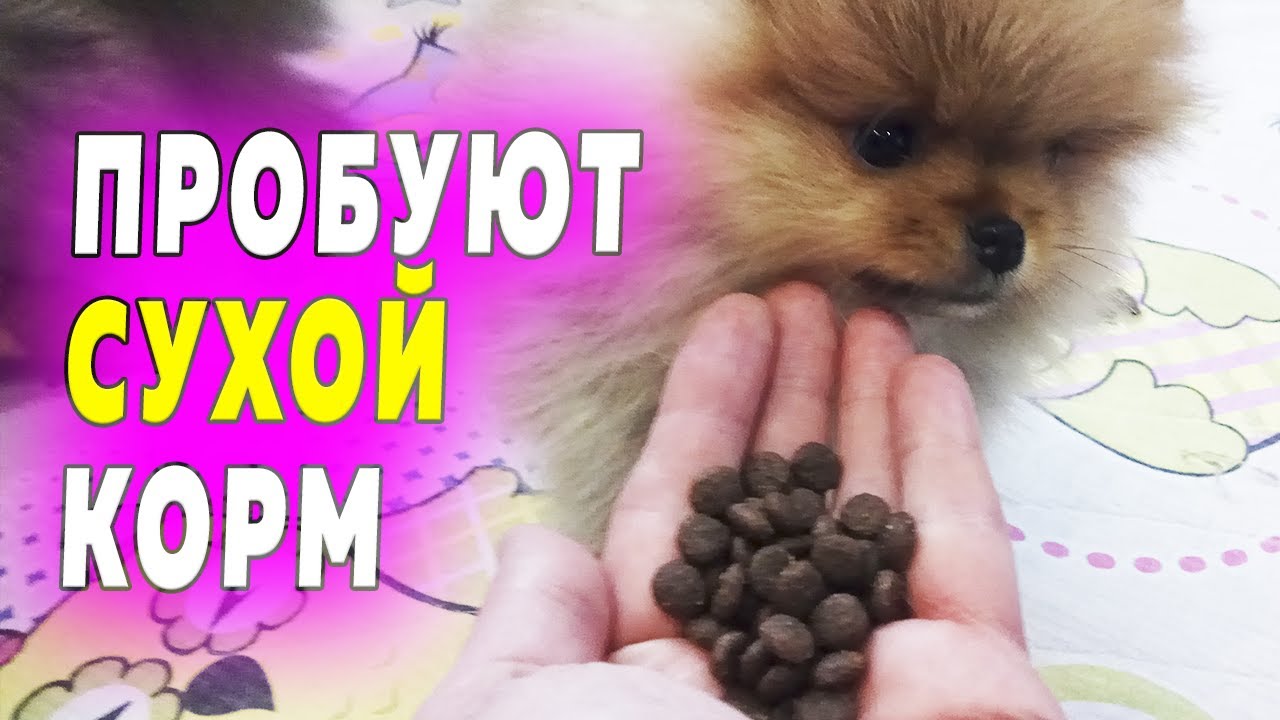 Щенкам шпица 53 дня. Шпицы пробуют сухой корм. Щенки делят место под солнцем