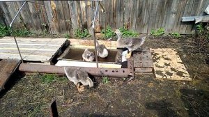 Гусята 1 месяц. Крупная серая.