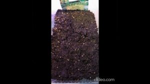 Мшанка выращивание из семян