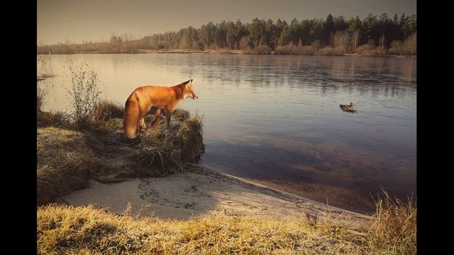 Серая шейка смотреть онлайн