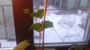 ЛетоНаОкне! Огурцы на подоконнике. Рассада. Выращивание огурцов зимой. ЛПХ