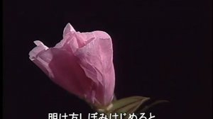 科学映像館　WILD PLANTS OF JAPAN (Oenothena tetrapter.ツキミソウ）