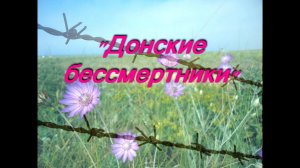 Донские бессмертники