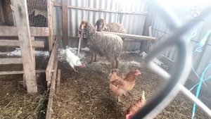 Чем кормить Овец и баранов весной! Гисарских, каракульско-романовских Барашек только на моём канале