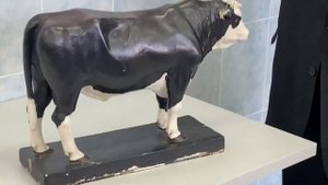 Как правильно делать замеры животного КРС , крупно рогатого скота коровы