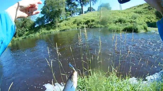 ловля голавля смотреть онлайн