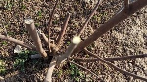 Вымерз инжир или нет?