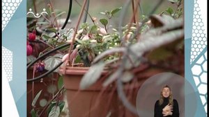 По секрету всему свету. Цветы-2 (сурдоперевод)