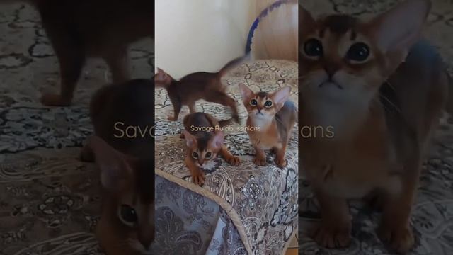 ❤ WhatsApp 8-925-570-20-51 👉Наш сайт https://www.abysavage.ru/ смотреть онлайн