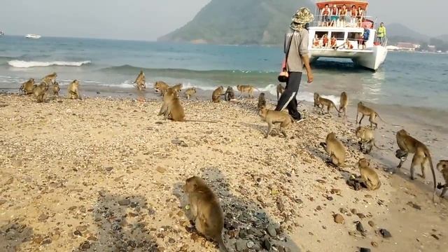 Остров Обезьян (Monkey Island) Паттайя | Тайланд/Обезьяны ждут угощений/