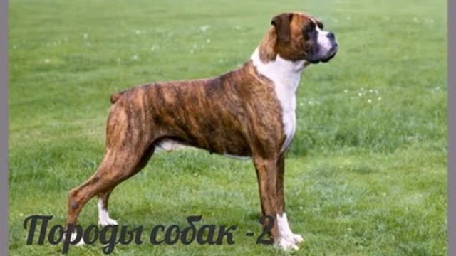 Породы собак -2 часть Собаки фото смотреть онлайн