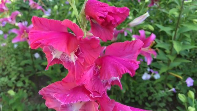 ?лилии и гладиолусы цветут одновременно в середине лета ? смотреть онлайн