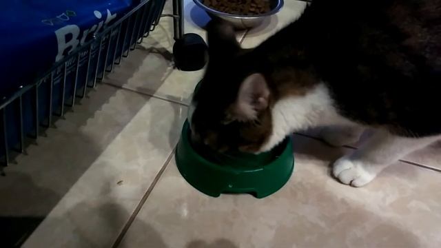 Кот ест брокколи!!! смотреть онлайн