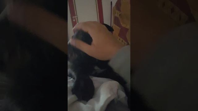 Chiot Sharpei mix Am staff смотреть онлайн