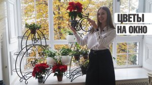 ЛЁГКИЕ ПОДСТАВКИ ПОД ЦВЕТЫ  ЦВЕТЫ НА ПОДОКОННИКЕ