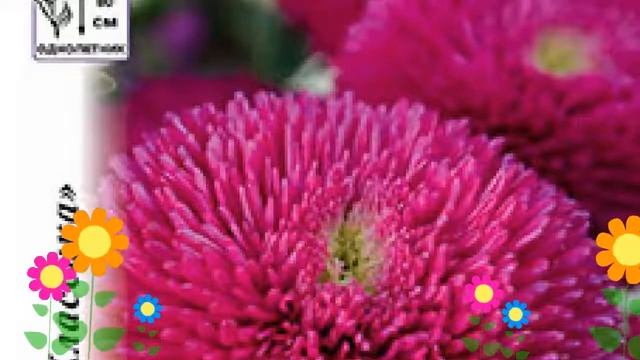 Астра китайская Большая хризантема розовая. Краткий обзор, описание характеристик, где купить семен смотреть онлайн
