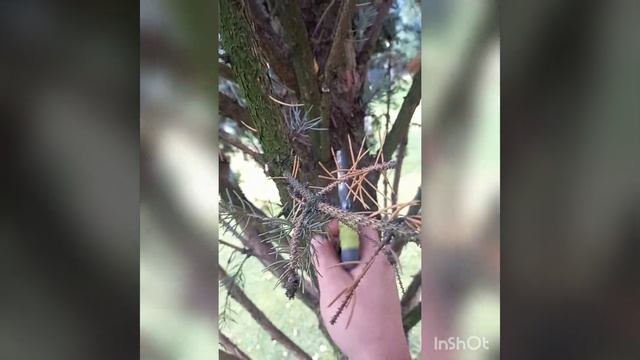 Чистка голубой ели.