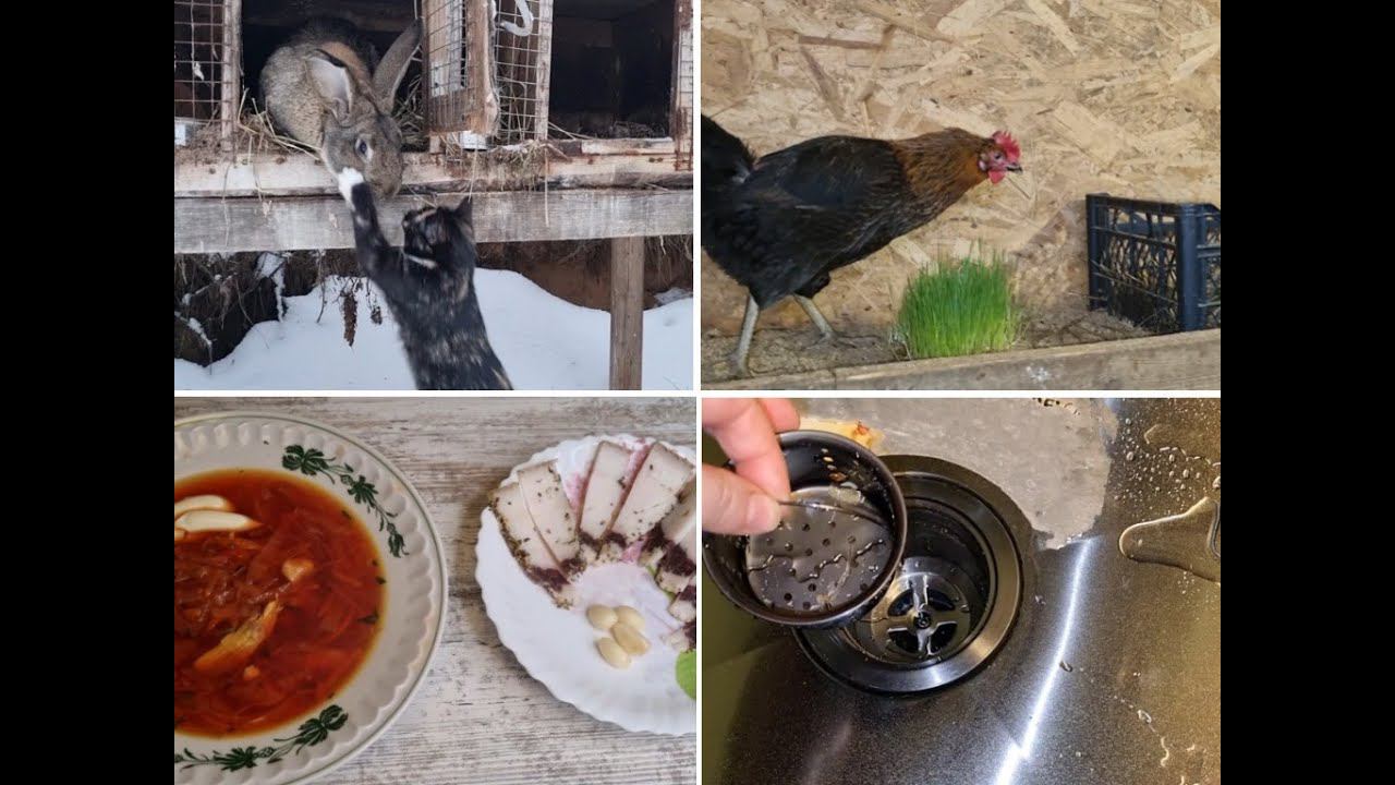 СБЫЛАСЬ ДЕРЕВЕНСКАЯ МЕЧТА/КУРЫ счастливы/ Переезд в деревню