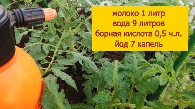 ПОДКОРМКА ДЛЯ УВЕЛИЧЕНИЯ УРОЖАЯ ТОМАТОВ! МОЛОЧНО-БОРНАЯ ПОДКОРМКА ДЛЯ ПОМИДОРОВ ВО ВРЕМЯ ЦВЕТЕНИЯ!