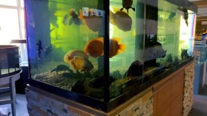 Аквариумы большого размера. Крупные аквариумные рыбки.