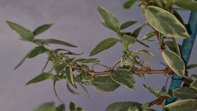 Тарантино вариегатный 5