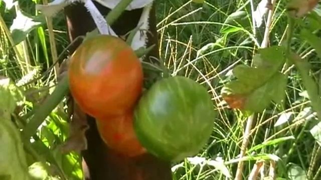 Гибрид арбуза с помидором смотреть онлайн